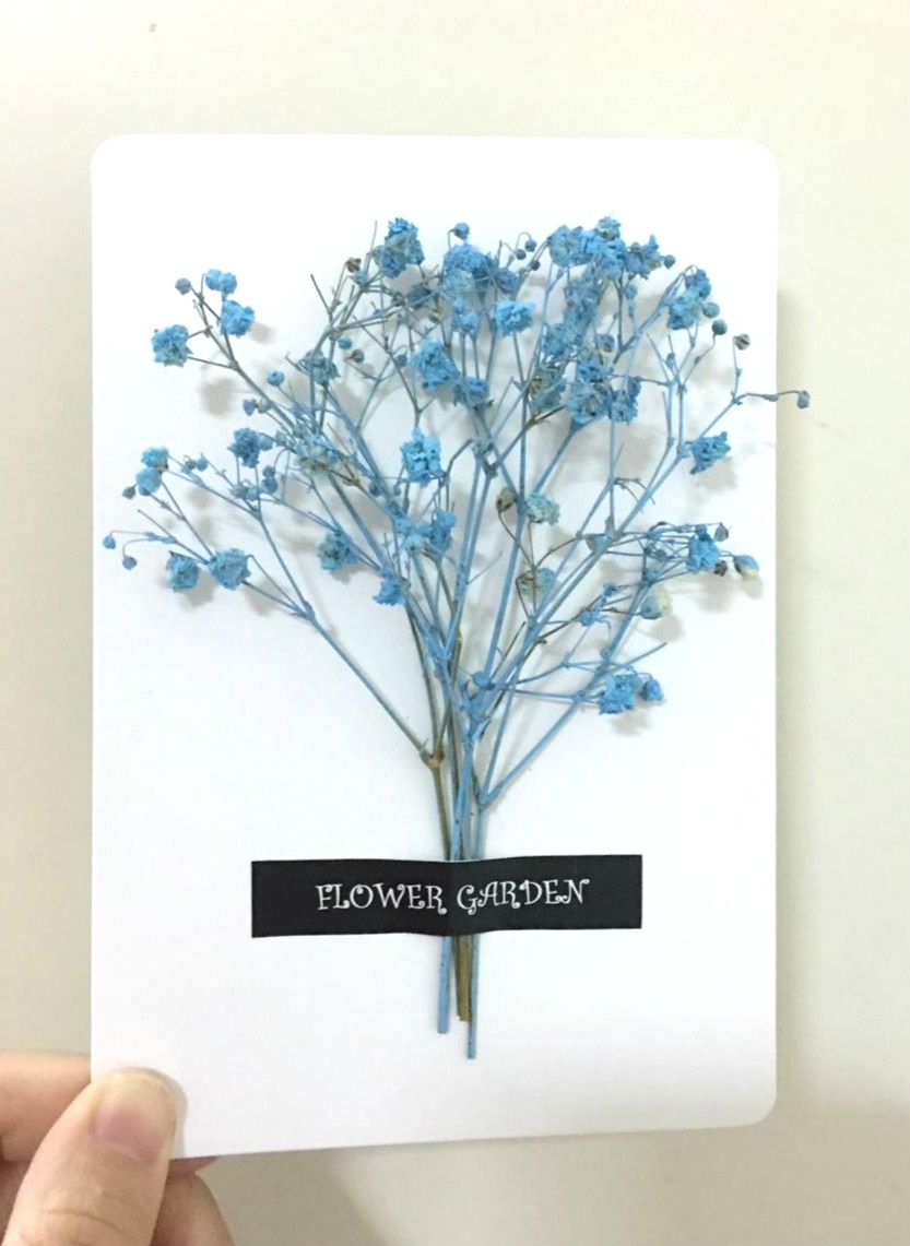 Gentle Elegance: Unveiling the Hidden Meaning of Baby's Breath