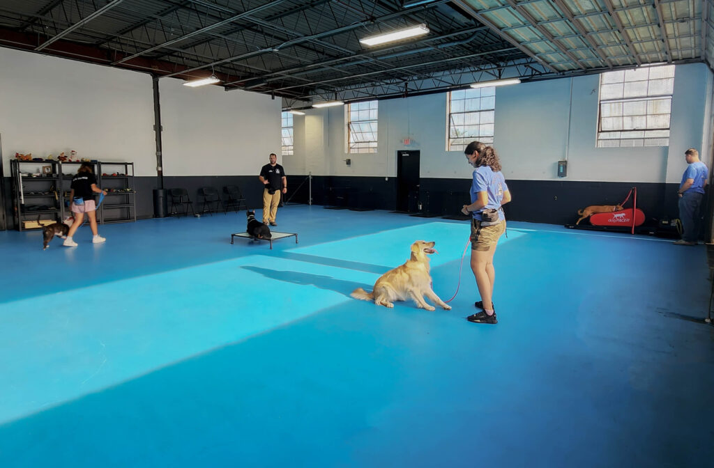 Unleash Your Pet's Potential: Discovering the Bay Area's Premier Board and Train Facility